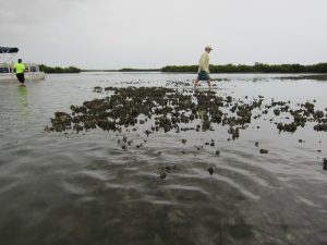 oyster_reef