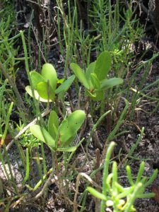 propagules