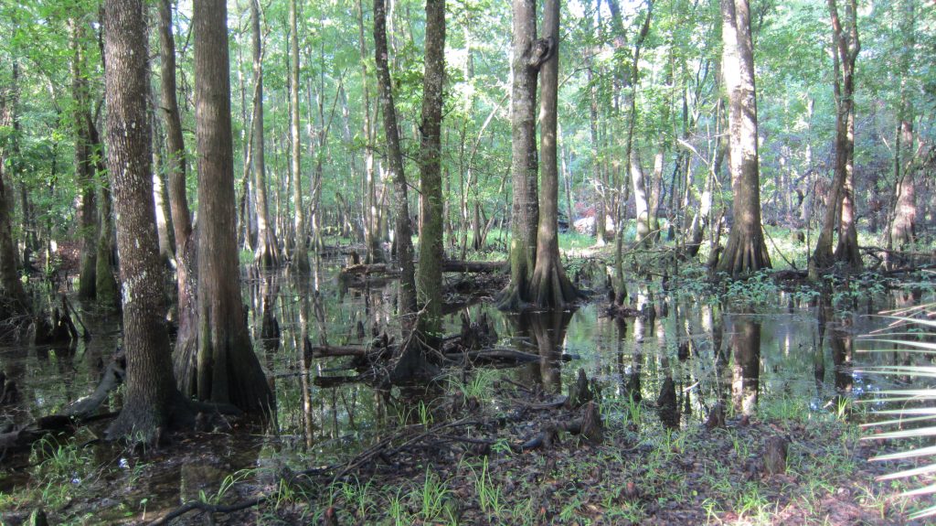 wetland